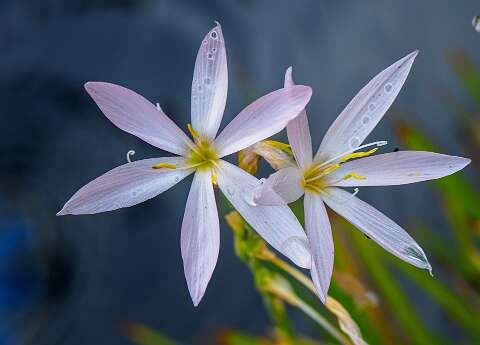 220907-104934_bloemen