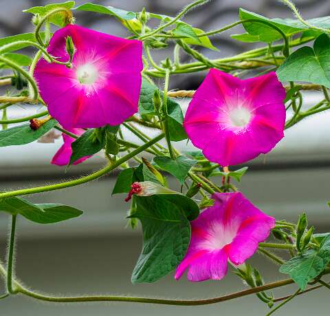 220907-105010_bloemen