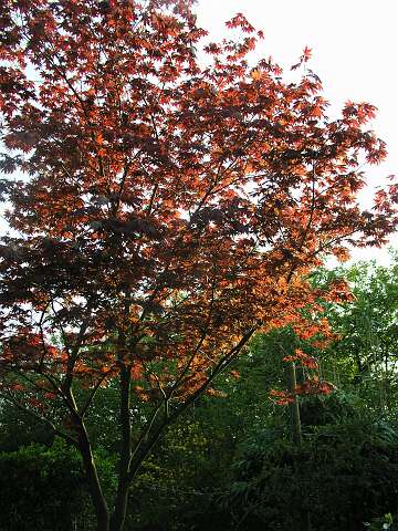 AcerAP4231023