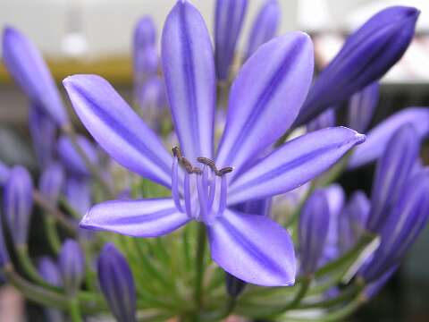 Bloemen