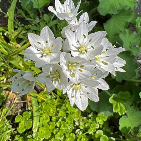 Allium_neopolitanum-1