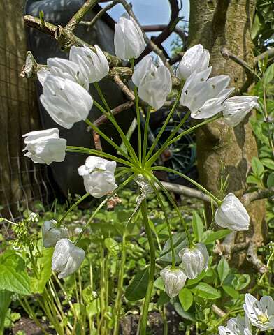 Allium_neopolitanum-2
