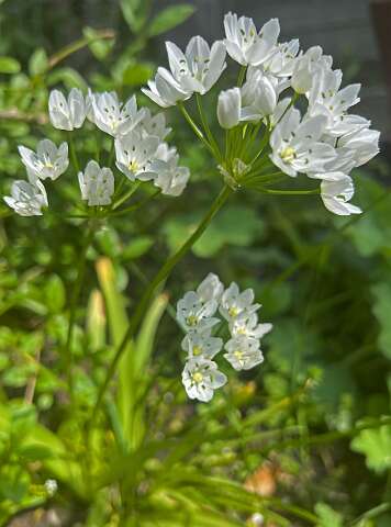 Allium_neopolitanum-3