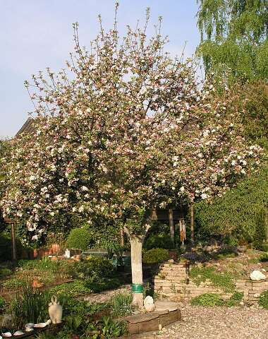 AppelboomPA4241035