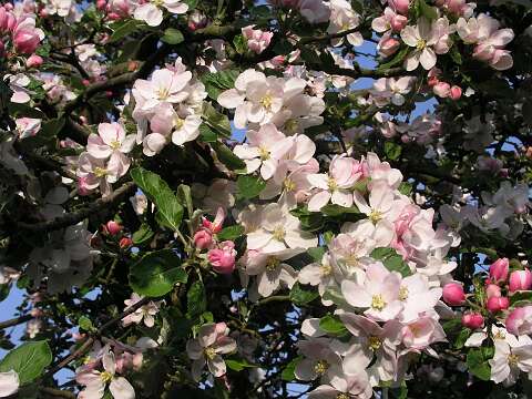 AppelboomPC4231012