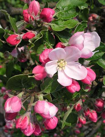 AppelboomPE4230969