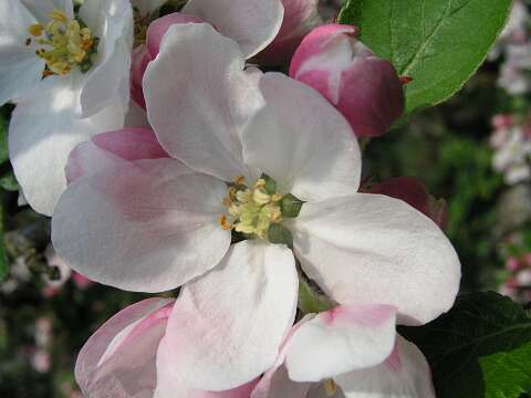 AppelboomPF4230973