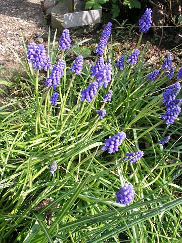 BlauweDruifjesP4130774