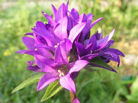 CampanulaP6071750