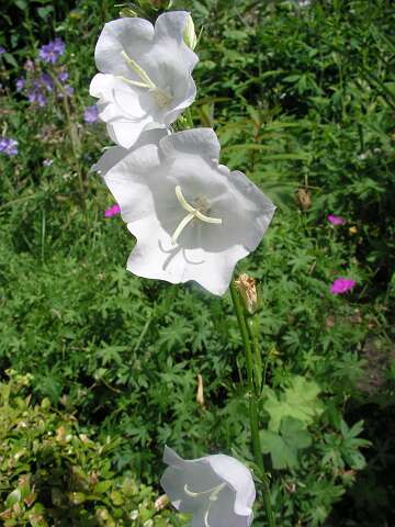 CampanulaP6151878