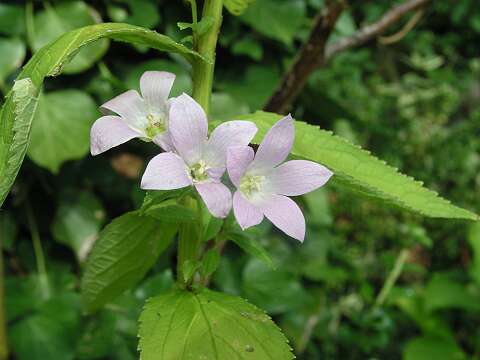 CampanulaP8262752