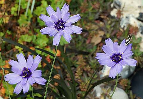 Catananche_130730_1123