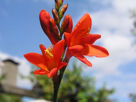 CrocosmiaP8262741