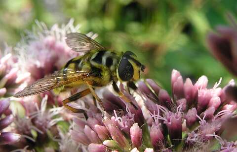EupatoriumP8082642