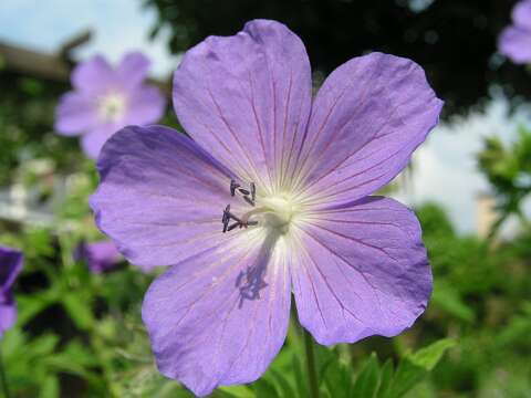 GeraniumKashmirPurpleP5261387