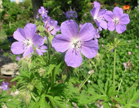 GeraniumKashmirPurpleP5291449