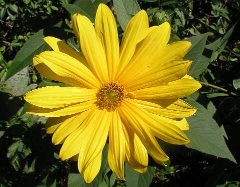 HelianthusP8312760