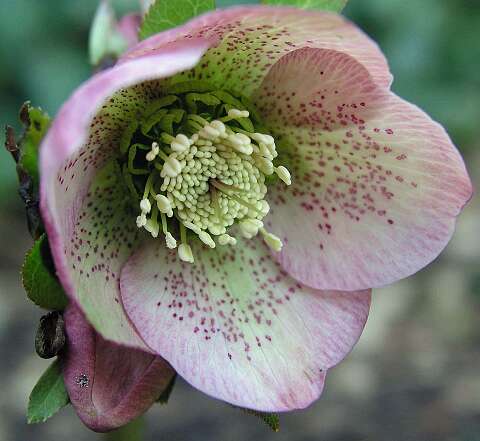 HelleborusP3130355