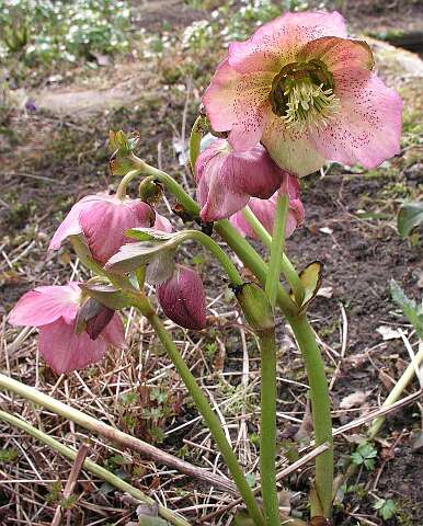 HelleborusP3250599