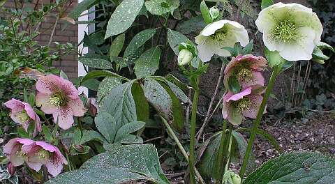 HelleborusP4010678