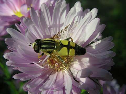 HerfstastersP9273008