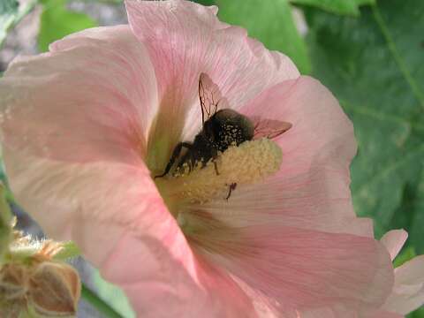 Hommel_P7072259