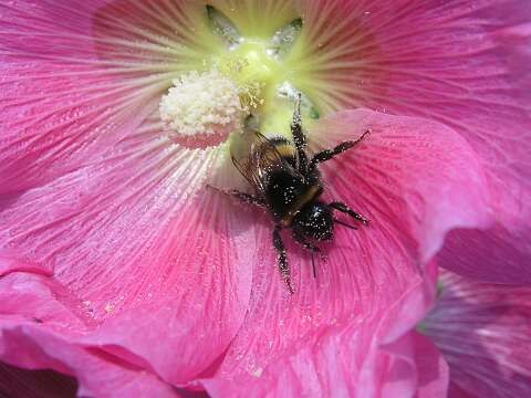 Hommel_P7072274