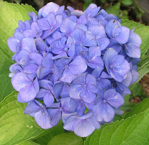 HortensiaP8262750