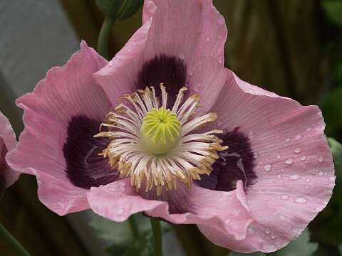 KlapRozen_060614_01