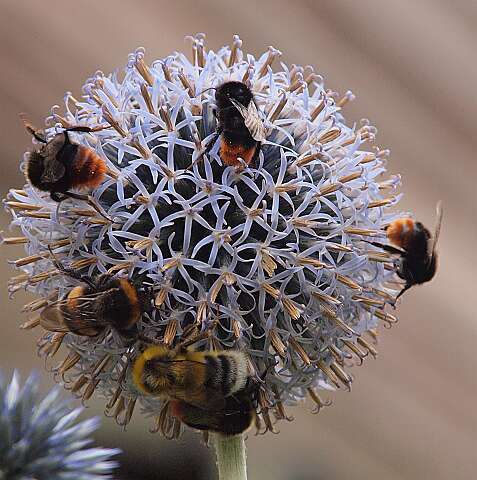Kogel_Distel_130728_1849A