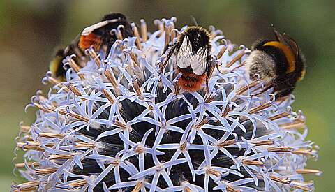 Kogel_Distel_130728_1852A