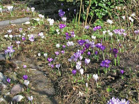 Krokus_BAP3130340