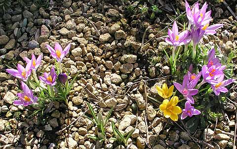 Krokus_BBP3130351