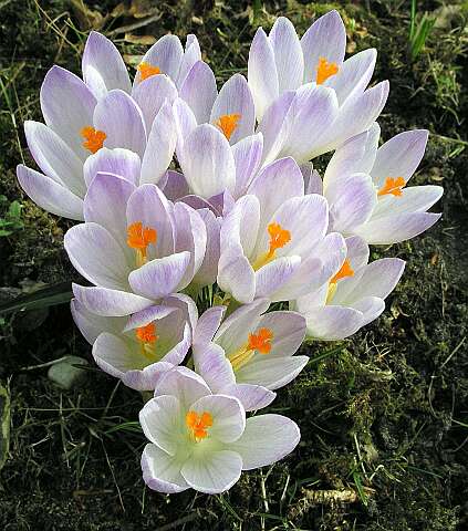 Krokus_DP3100220C