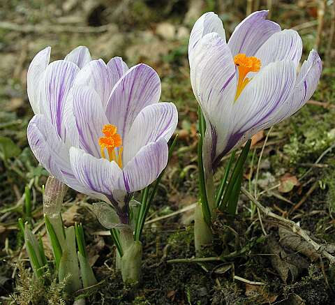 Krokus_GP2280111