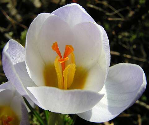 Krokus_H3010121