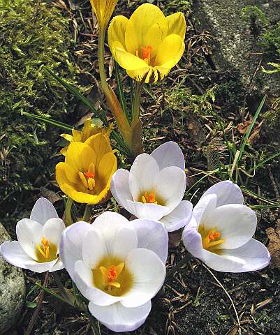 Krokus_IP3050169PSECorr