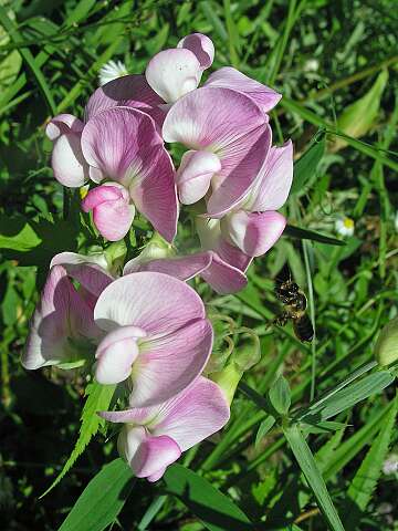 LathyrusP7192401