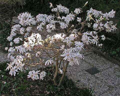 MagnoliaP4160868