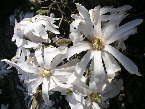 MagnoliaP4160869