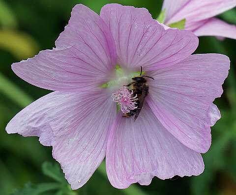 Malva_130730_1112 (2)