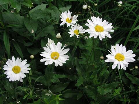 MargrietP6282087