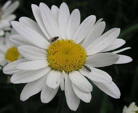 MargrietP6282088