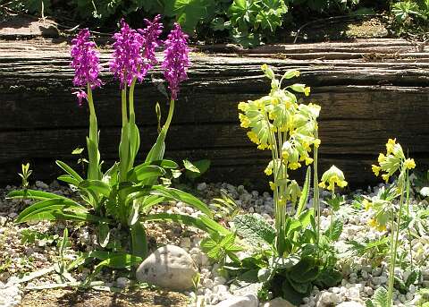 OrchisPA5041204