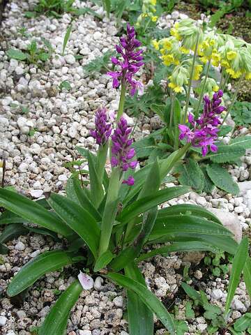 OrchisPB4301142