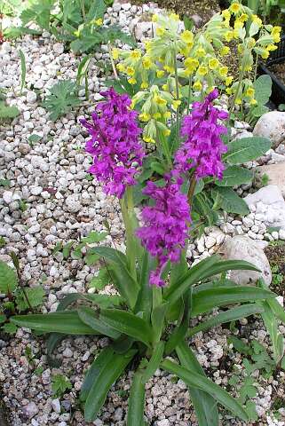 OrchisPC5041189