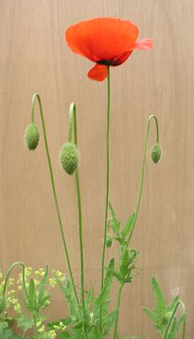 PapaverP6021627