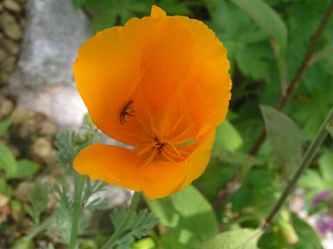 PapaverP6091802
