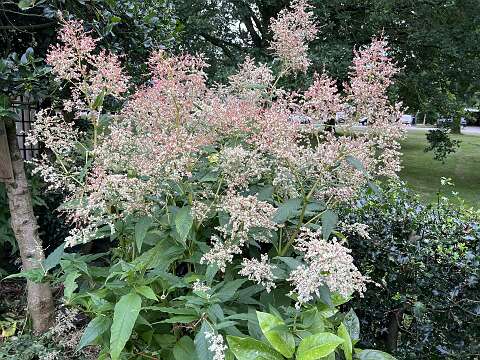 Persicaria_Polymorpha