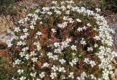 SaxifragaP4230983